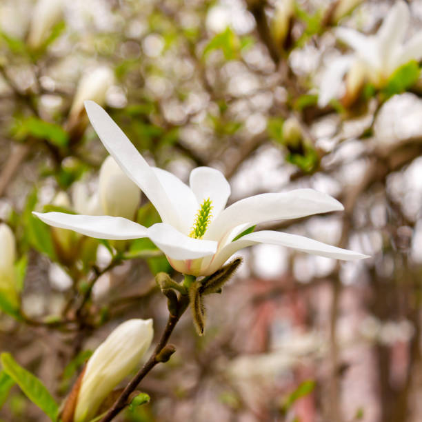 flor de magnolia blanca gran flor. - sweet magnolia white large flower fotografías e imágenes de stock