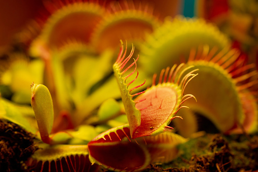 Venus flytrap plant (dionaea muscipula) in a pot side view room for text.