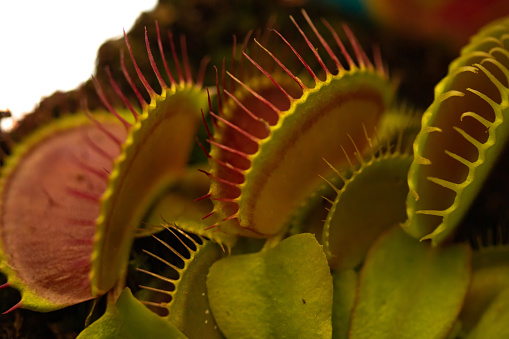 Dionaea muscipula , known as flytrap, in closeup.