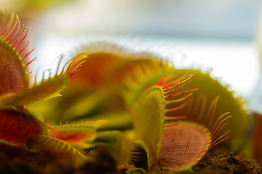 Dionaea muscipula , known as flytrap, in closeup.