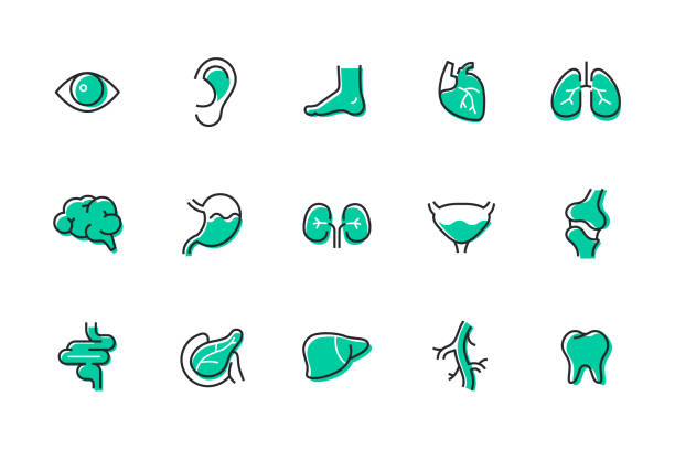 인체 장기 - 선 디자인 스타일 아이콘 세트 - 콩팥 내부 기관 stock illustrations