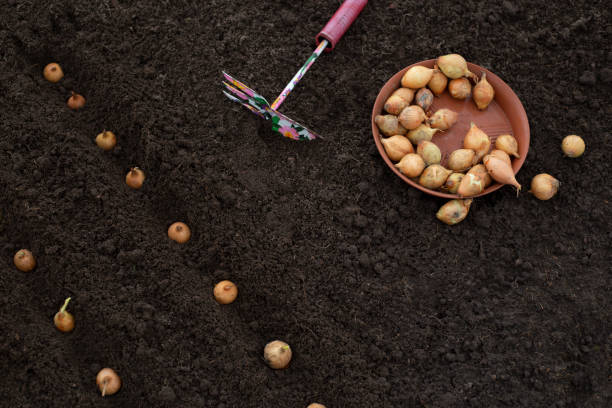 how to plant onions. the process of sowing onion seeds in the open ground, soil - agriculture bed botany copy space imagens e fotografias de stock