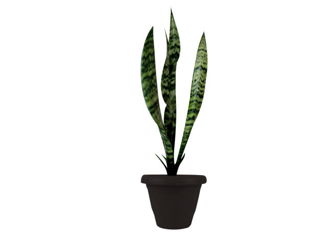 istock Dracaena trifasciata or snake plant 2147702726