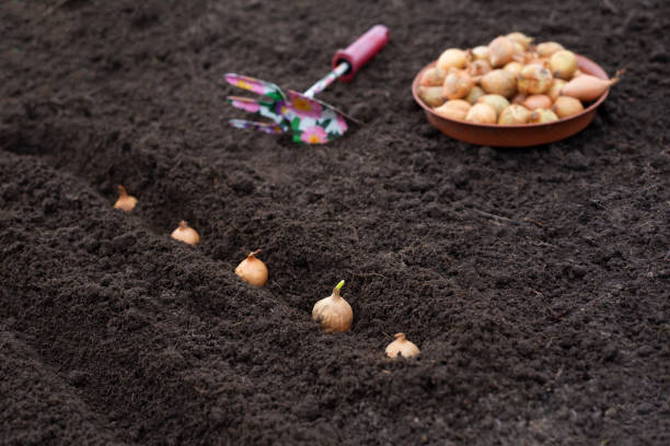 how to plant onions. the process of sowing onion seeds in the open ground, soil - agriculture bed botany copy space imagens e fotografias de stock