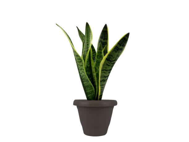 istock Dracaena trifasciata or snake plant 2147702745