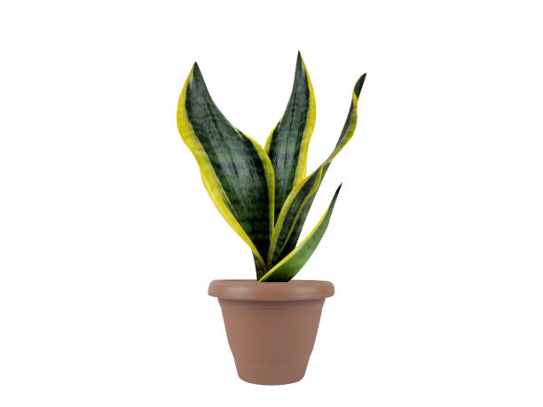 istock Dracaena trifasciata or snake plant 2147702749
