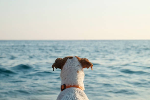 Back view of jack russell terrier staring at the sea. Soft sunset light. Close up, copy space for text. Background.