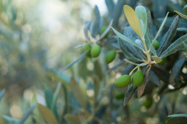 Close up shot of green olives growing on a branch. Copy space for text, background.