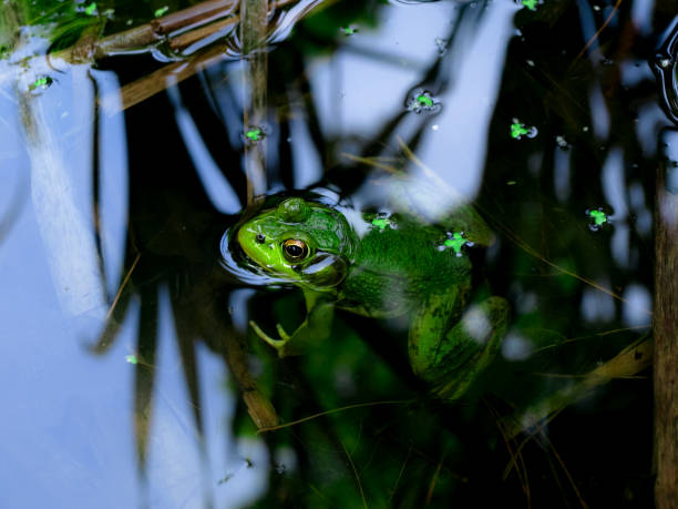 Green frog floating in a small pond in the forest