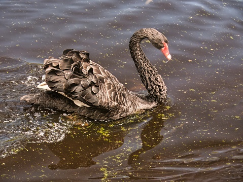 Black Swan in Nga Manu Nature reserve, New Zealand