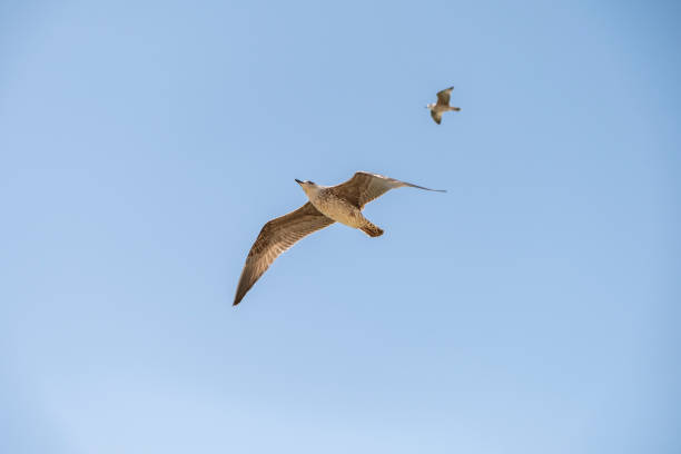 istock Seagull on blue background. European herring gull, Larus argentatus. Seagull flying in front of blue clouds. 2147703270
