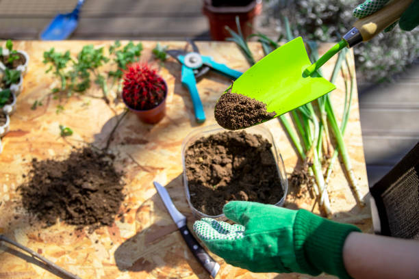 istock Changing soil of house plants 2147703395
