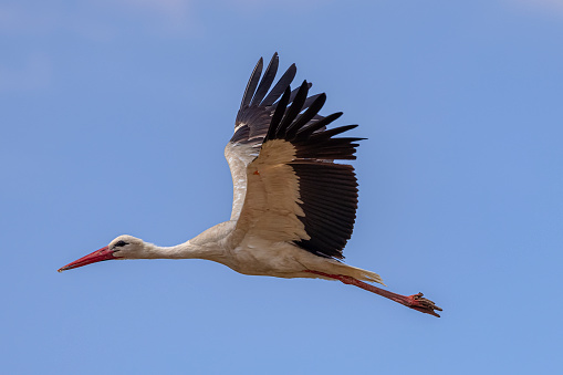 stork flying alone in the air