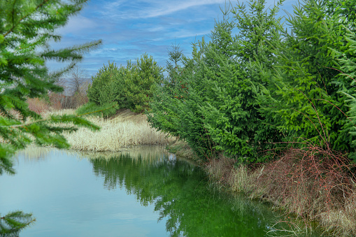 Small garden pond with young spruces evergreen on shore are reflected in water surface