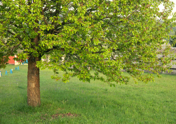 Spring landscape with blooming trees
