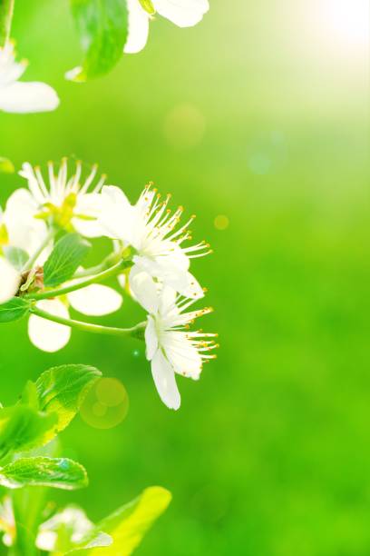 Beautiful spring image with Apple flowers close up with sunlights
