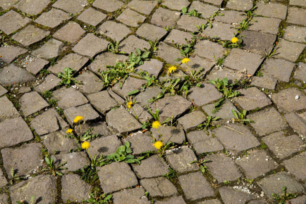 A close-up of vibrant yellow dandelions blooming next to a cracked concrete path in an urban park. Sunlight streams through the trees, casting a warm glow over the scene and contrasting the wild growth with the structured pavement.