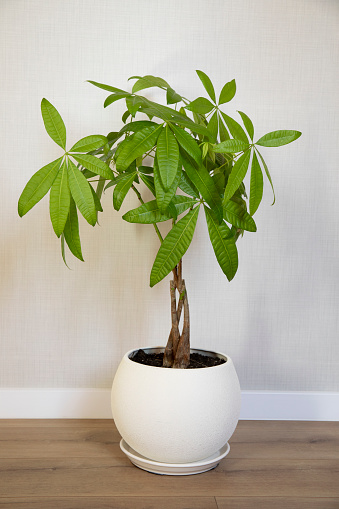 A young Money Tree plant Pachira Aquatica growing in white pot in home interior close up