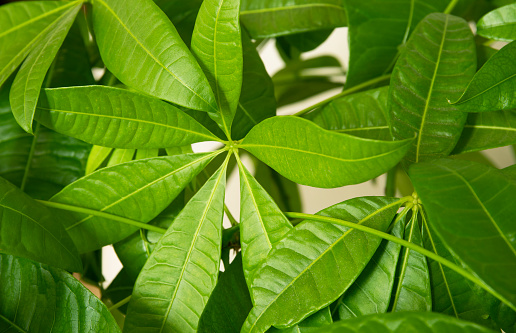 A Money Tree plant Pachira Aquatica green leaves closeup