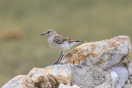 Northern Wheatear is on a high stone looking around