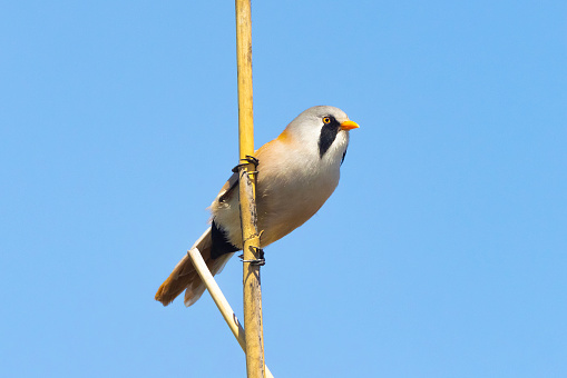 Bearded Reedling stands out on the classic reed