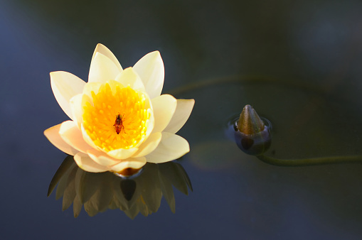 A Blooming Yellow Water Lily