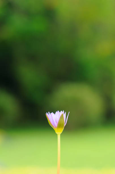 A Blossoming Purple Water Lily