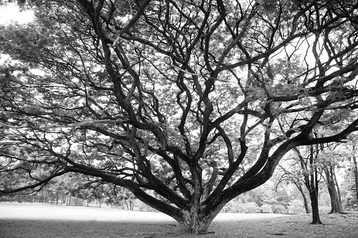 A Huge Tree with Sprawling Branches (in monochrome)