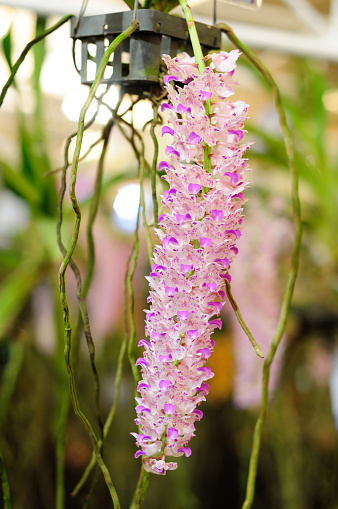 A Photo of a Foxtail Orchid