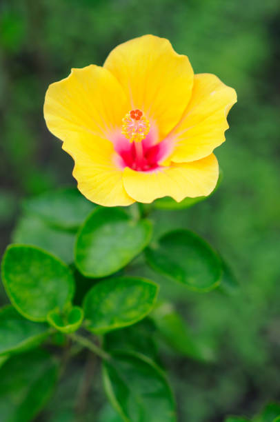 yellow hibiscus flower, there are 5 single layer petals with stamens sticking out in the middle. The tip is the top of the pistil. Hibiscus flowers come in a variety of colors.