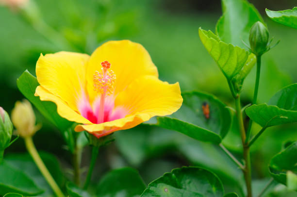 Hibiscus orange flower, Tenerife