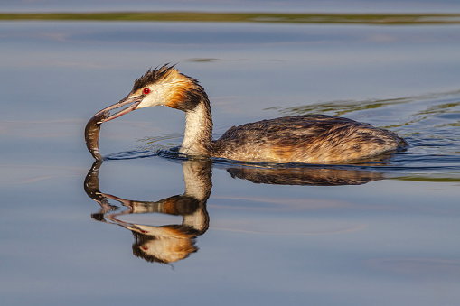 Great Crested Grebe caught its prey