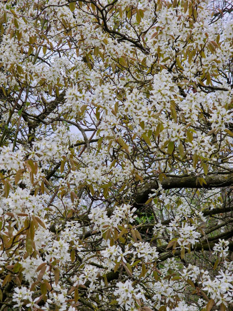 istock Flowering Snowy mespil 2147705692