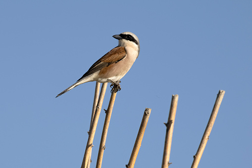 Red-backed Shrike looks around from above the reeds
