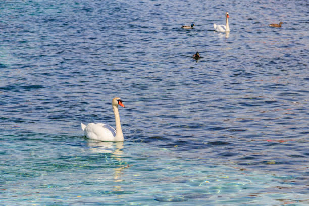 White swan swimming in the lake