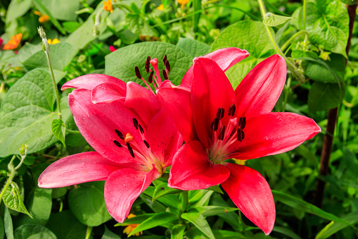 Oriental lily in flower bed in the garden