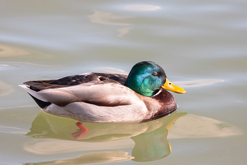 Mallard is at his cutest as he glides through the water