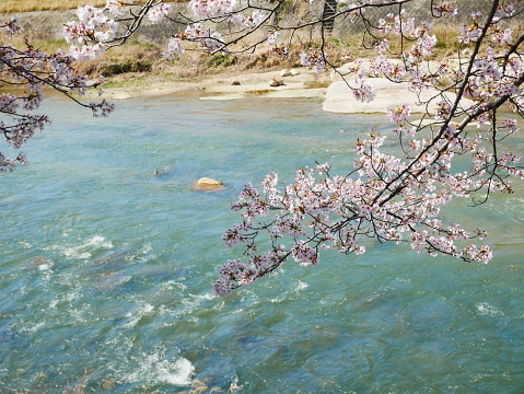 2024.04.07 Cherry blossoms along the Toki River riverbed, Japan.
