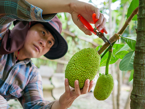 The hands of a farmer or fruit grower use pruning shears to cut the raw green Jackfruit from the  Jackfruit tree. Harvest the agricultural cocoa business produces.