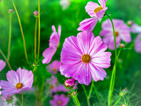 Close-up of beautiful cosmos flowers at cosmos field in moring sunlight. amazing of close-up of cosmos flower. nature flower  background.