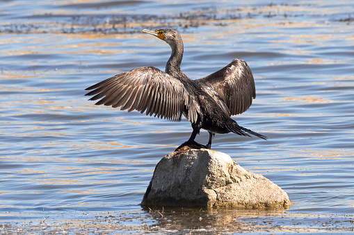 Great Cormorant classic spreads its wings and tries to cool off