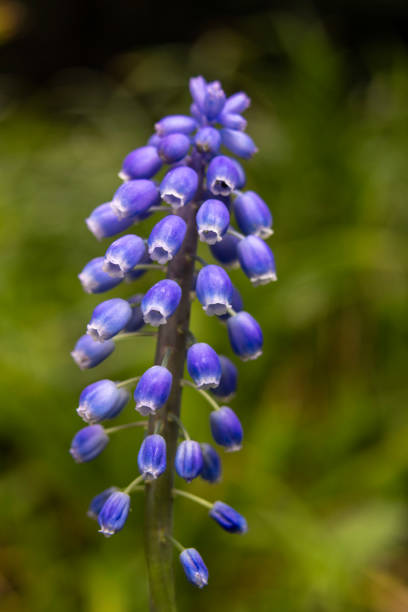 A photograph of a single Grape Hyacinth flower in an English Garden in Manchester, England. The photograph focuses on the flower and using selective focus, creates a bokeh effect. This genus of flower blooms during late spring and early summer and is also known as Muscari.