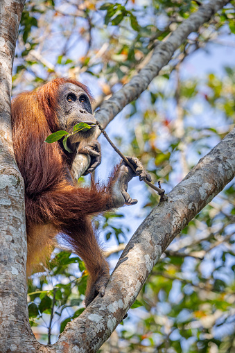 Sumatra orangutan, Pongo abelii resting in a high tree and holding a twig in the jungle in the Mount Leuser National Park close to Bukit Lawang in the northern part of Sumatra