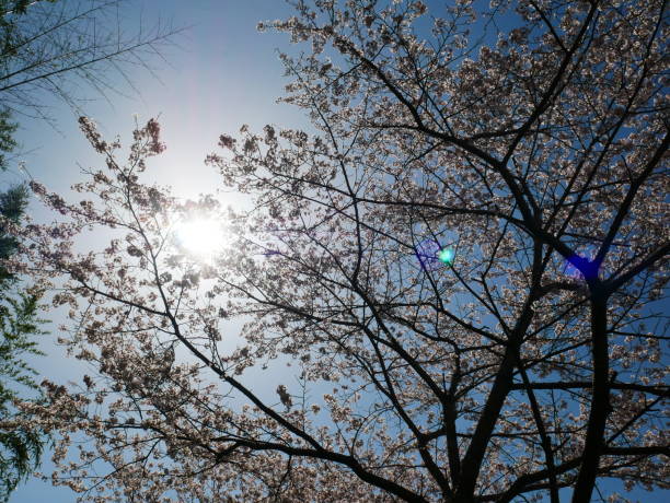 istock 2024.04.07 Cherry blossoms along the Toki River riverbed, Japan. 2147706663