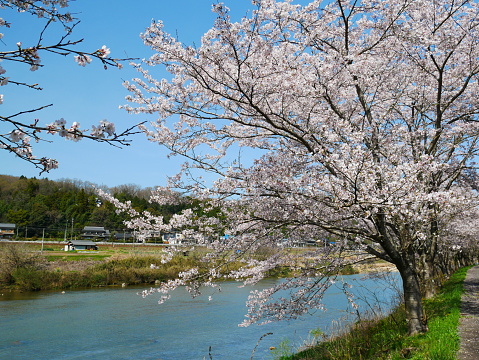 2024.04.07 Cherry blossoms along the Toki River riverbed, Japan.