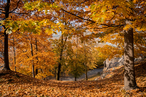 Hardwood forest in autumn