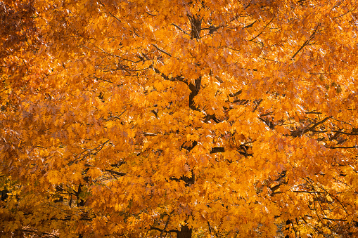 Close-up of orange, yellow and green Maple Leaves backlit by the sun in Autumn with a defocused background