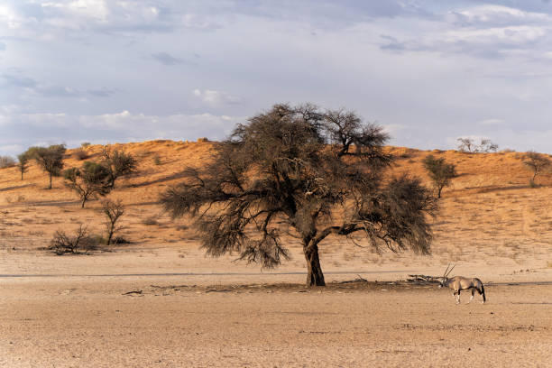 Oryx, African oryx, or gemsbok (Oryx gazella) searching for water and food in the dry red dunes of the Kgalagadi Transfrontier Park in South Africa