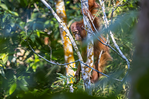 Juvenile Sumatra orangutan, Pongo abelii hiding in a tree in the jungle in the Mount Leuser National Park close to Bukit Lawang in the northern part of Sumatra