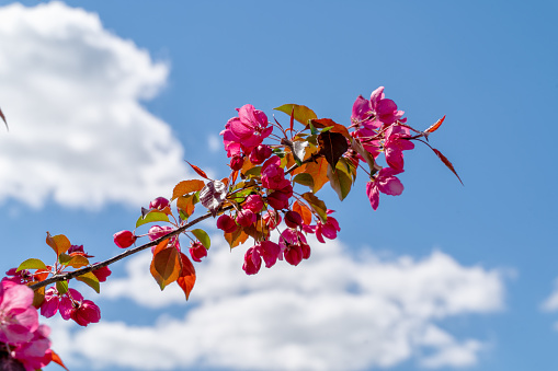A branch of cherry tree with pink flowers blooms in the garden against blue sky background